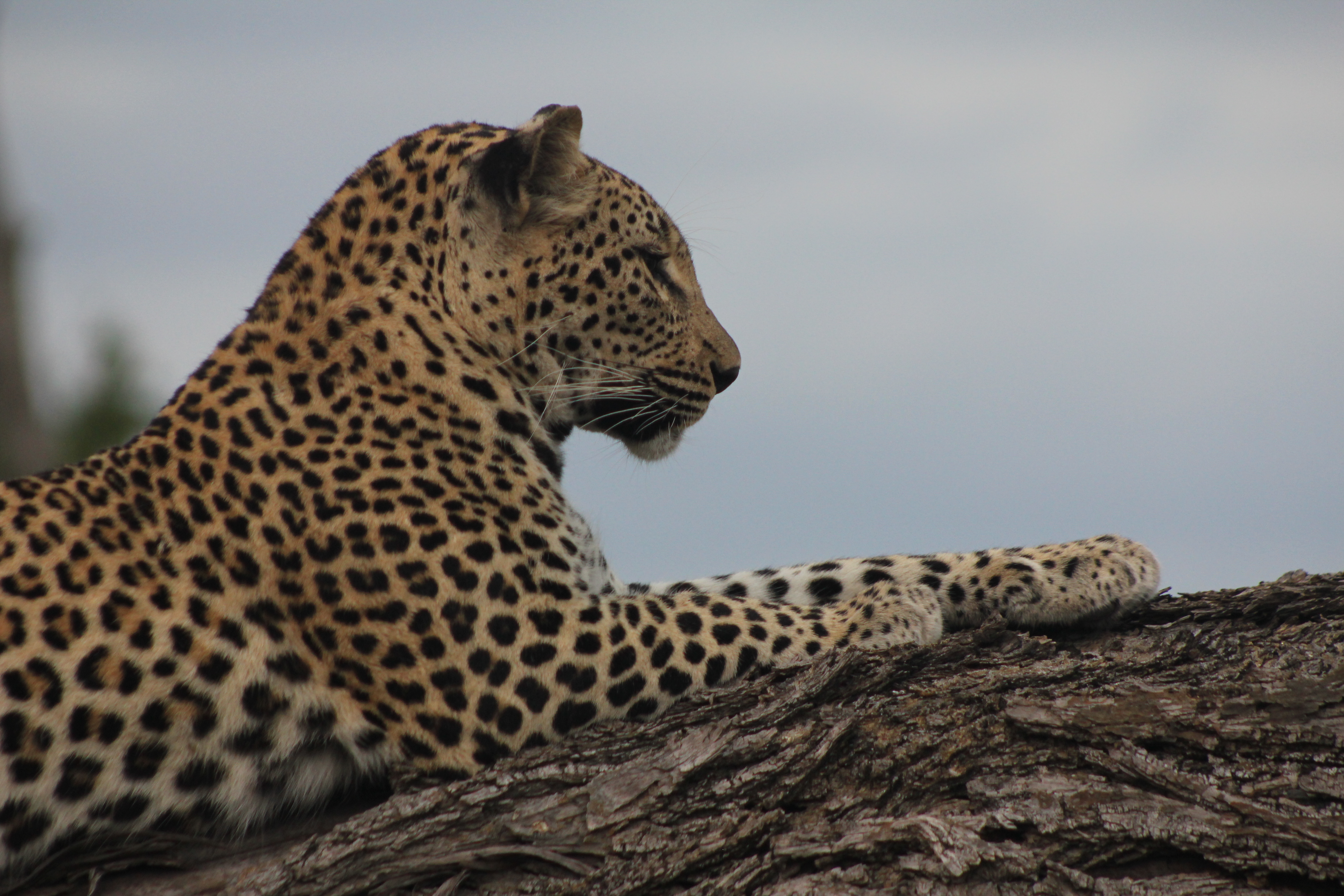 Beautifull big cat pictured from the side.