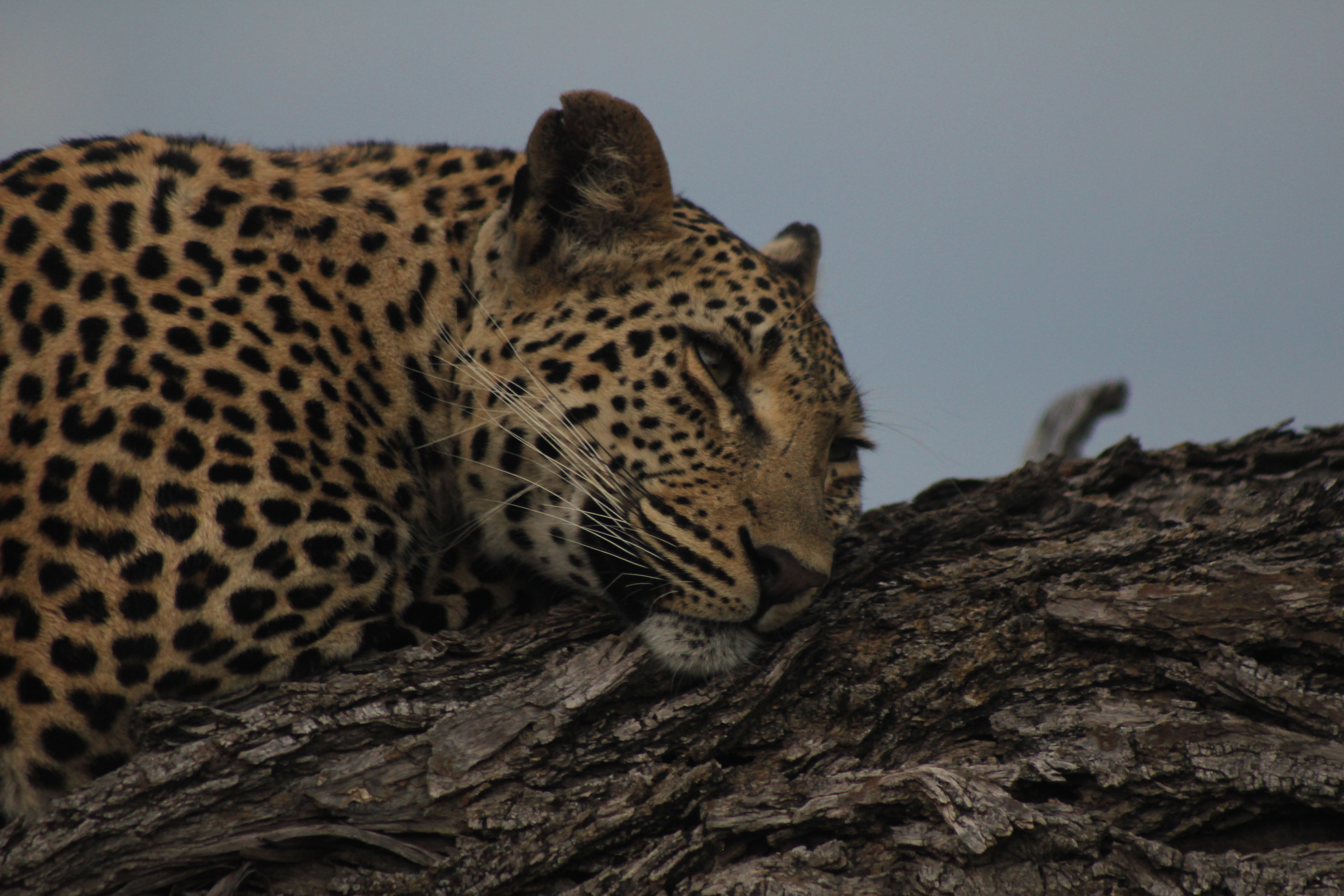 Close-up of a young female Leopard in Sabi Sand