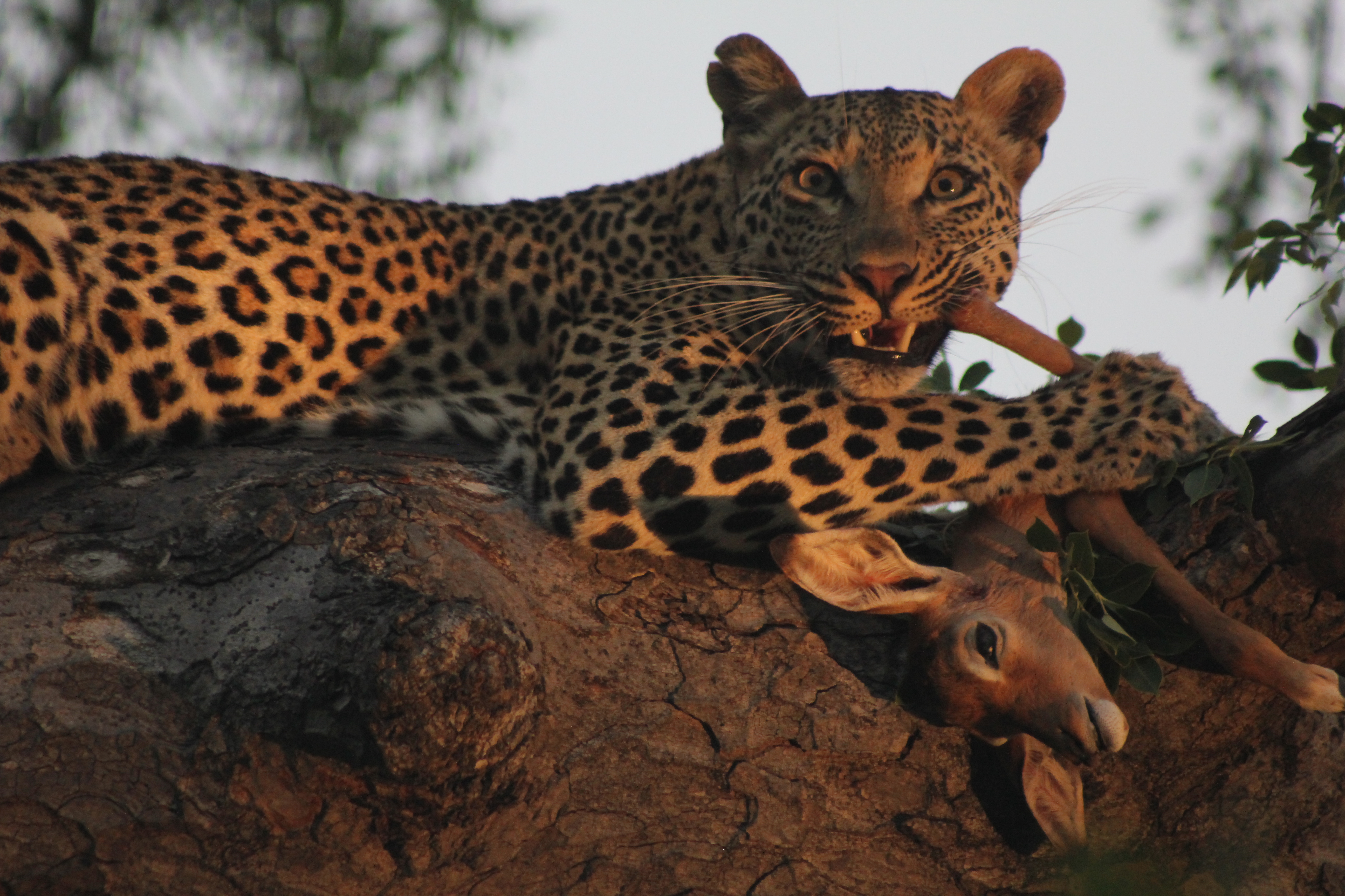 Leopardess with a little Impala in a Marula tree. Sabi Sands