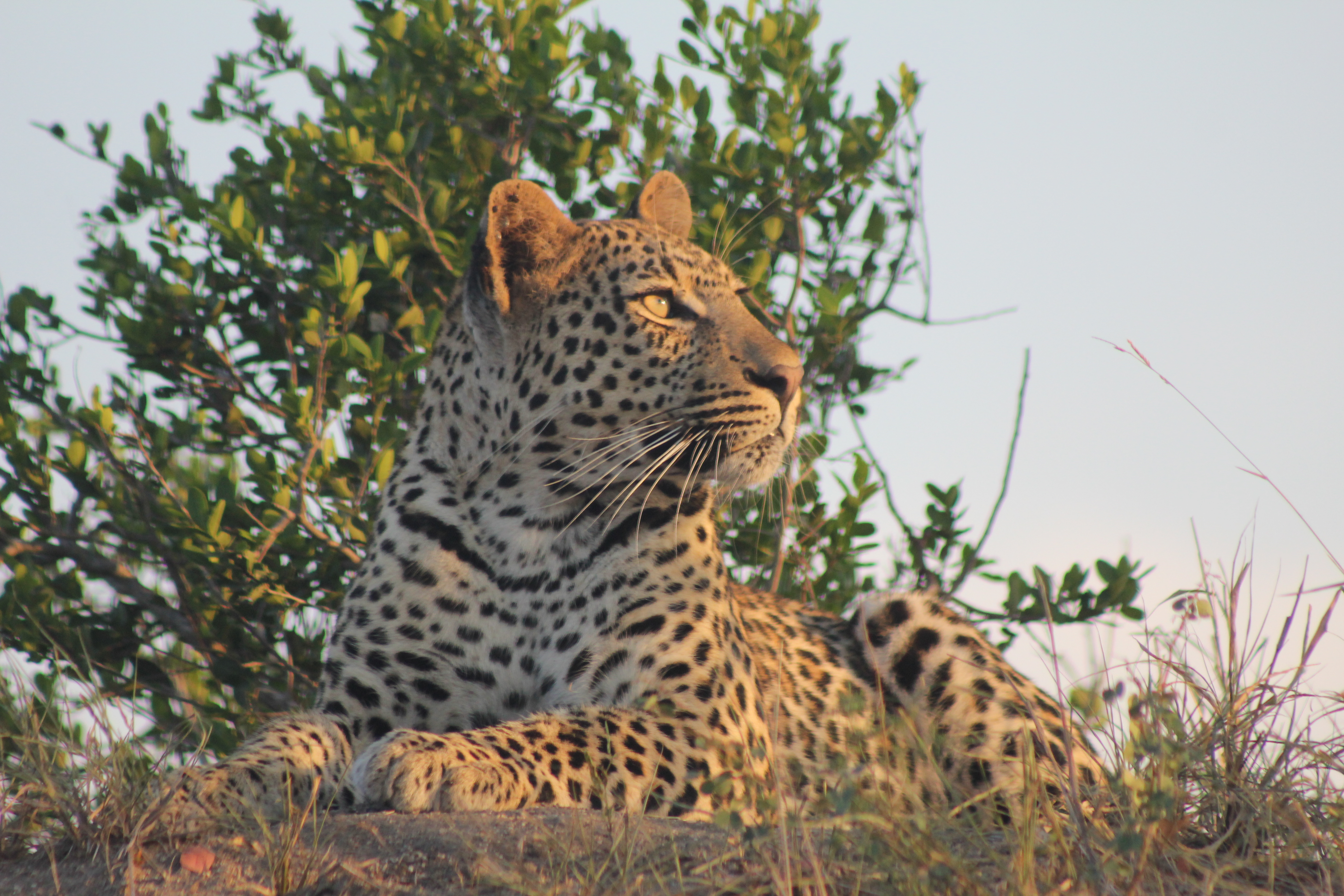 Young male leopard in the early morning sun.