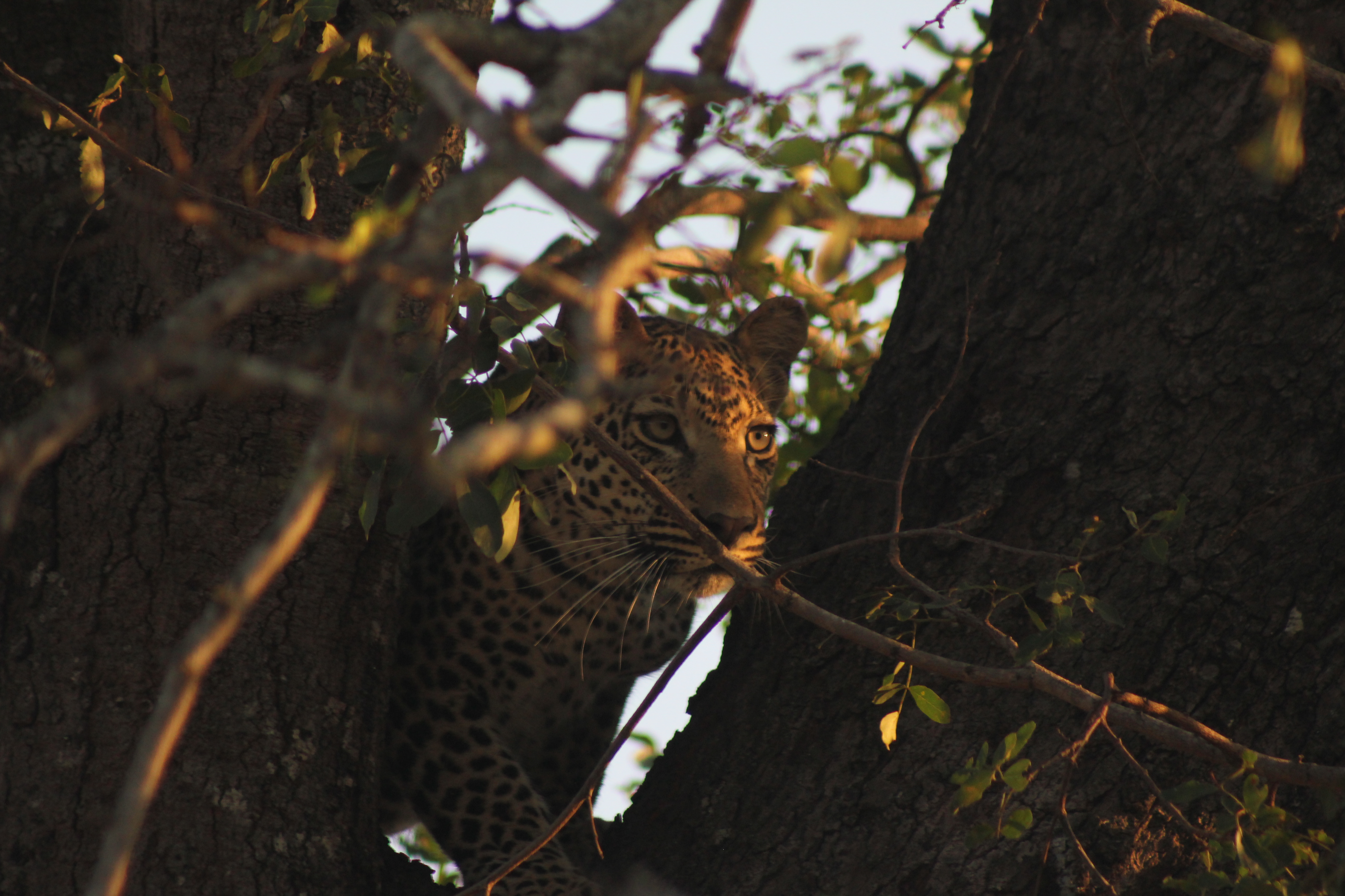 Young leopard climbing a tree. Sabi sands.