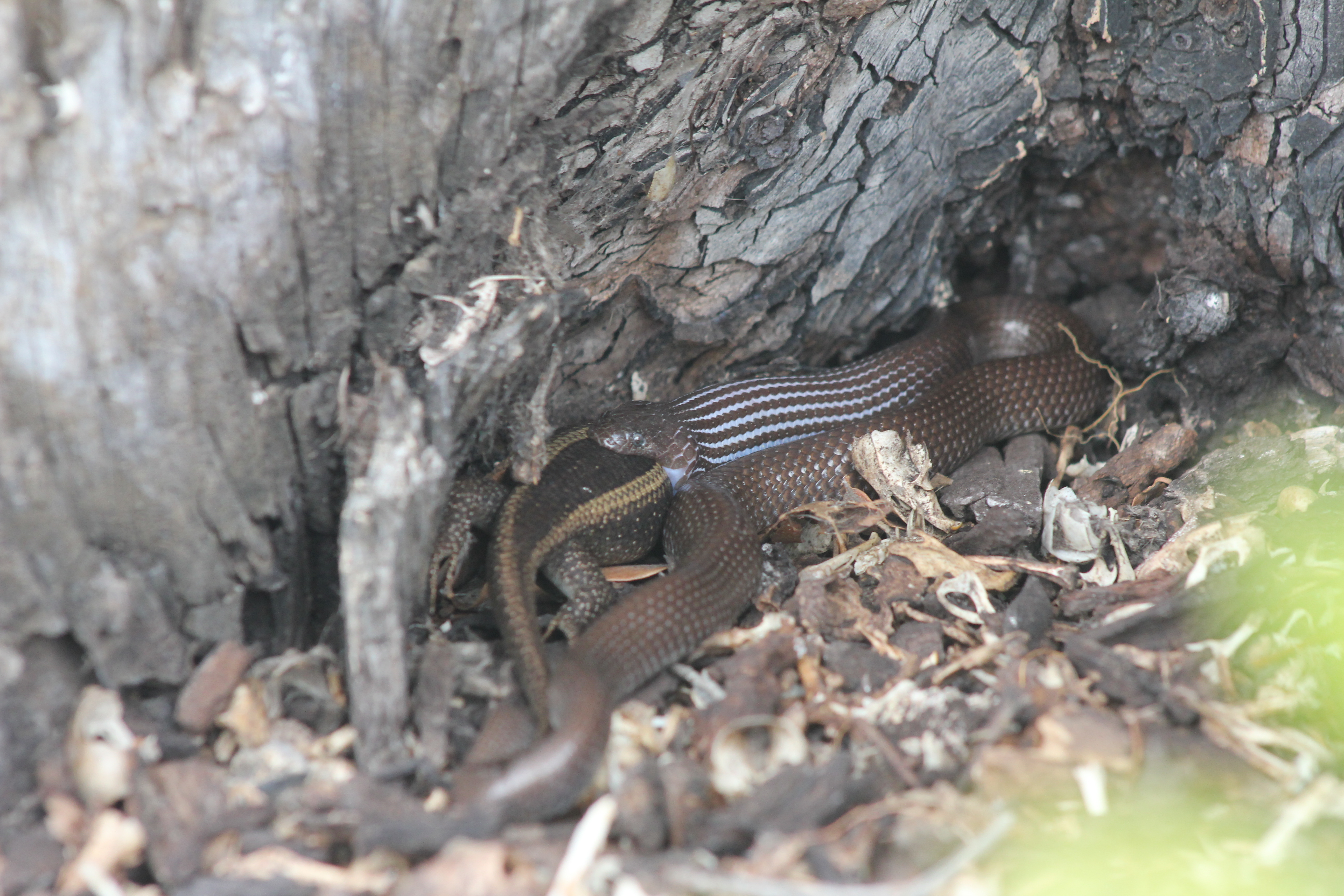 Snake eating a lizard