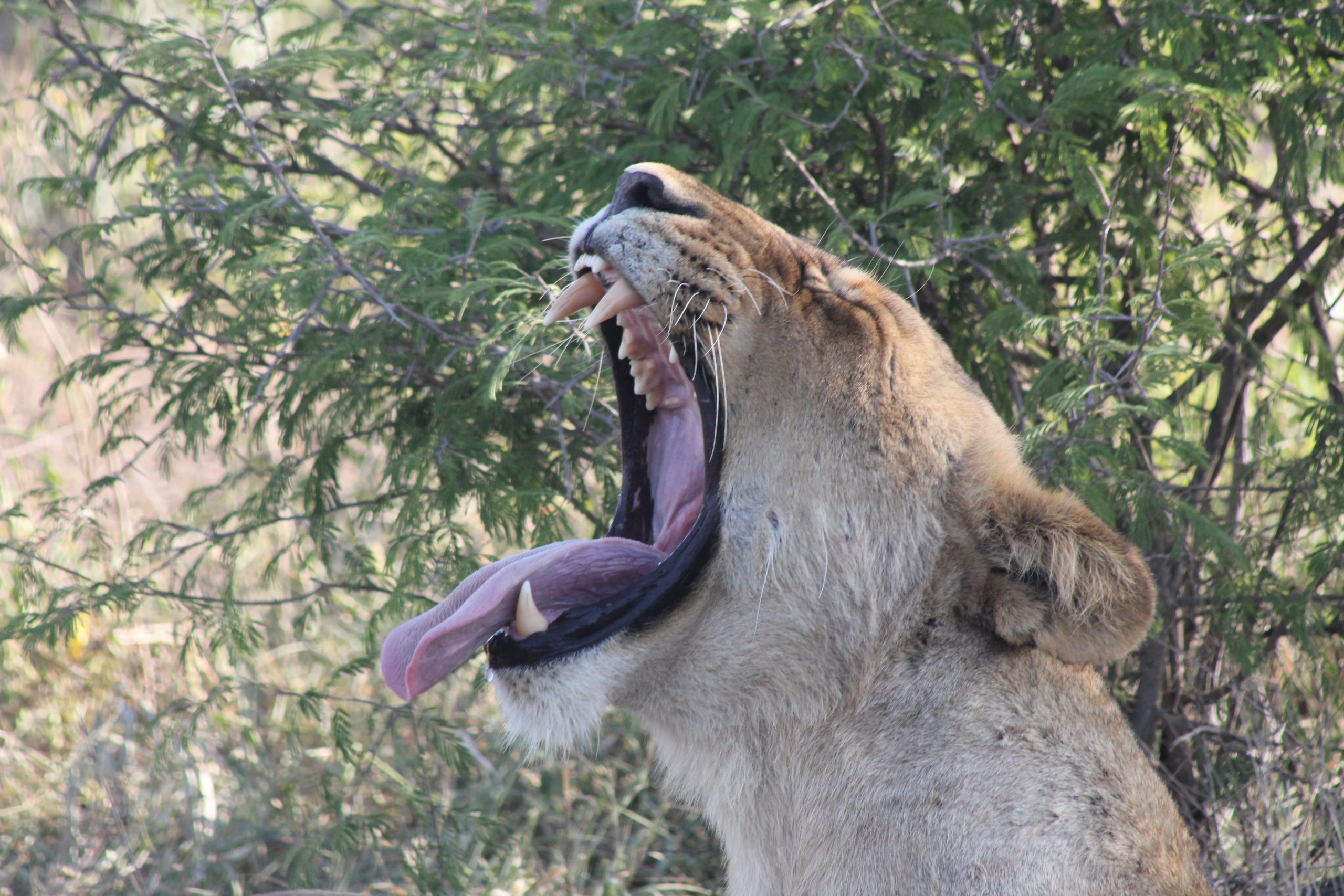 Female lion yawning. Sabi Sands.