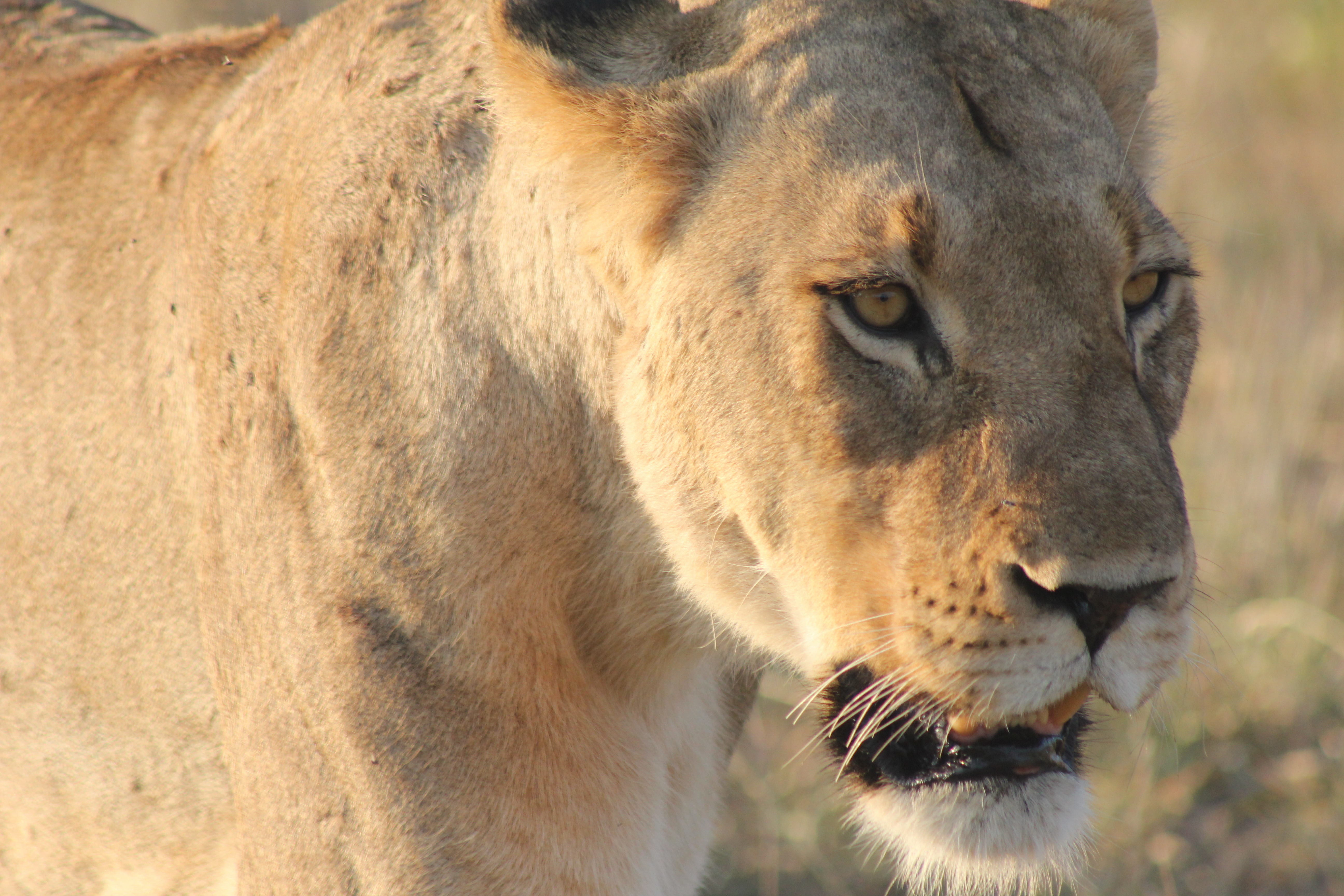 Close-up shot of this lioness