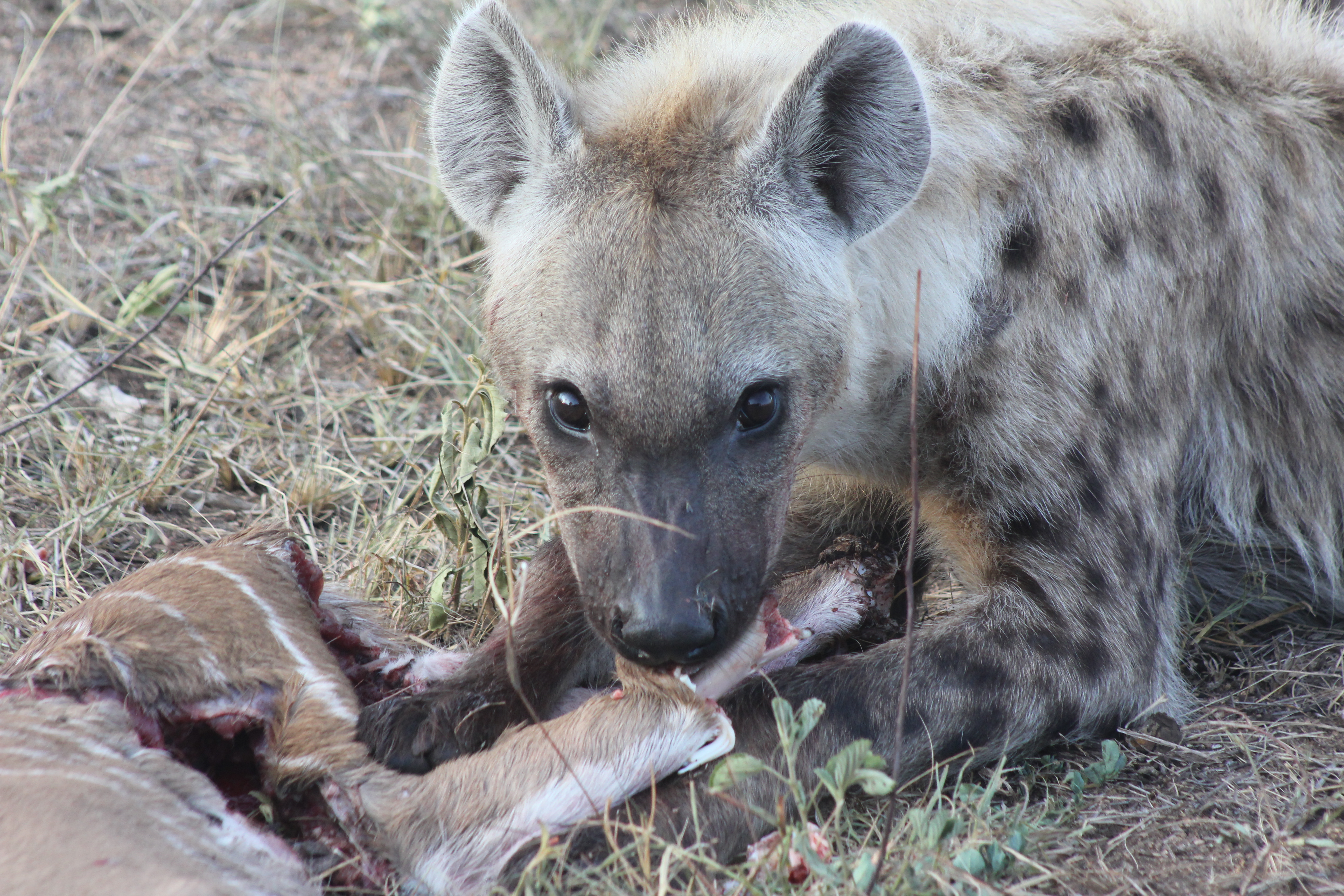 Hyena eating a kudu cow