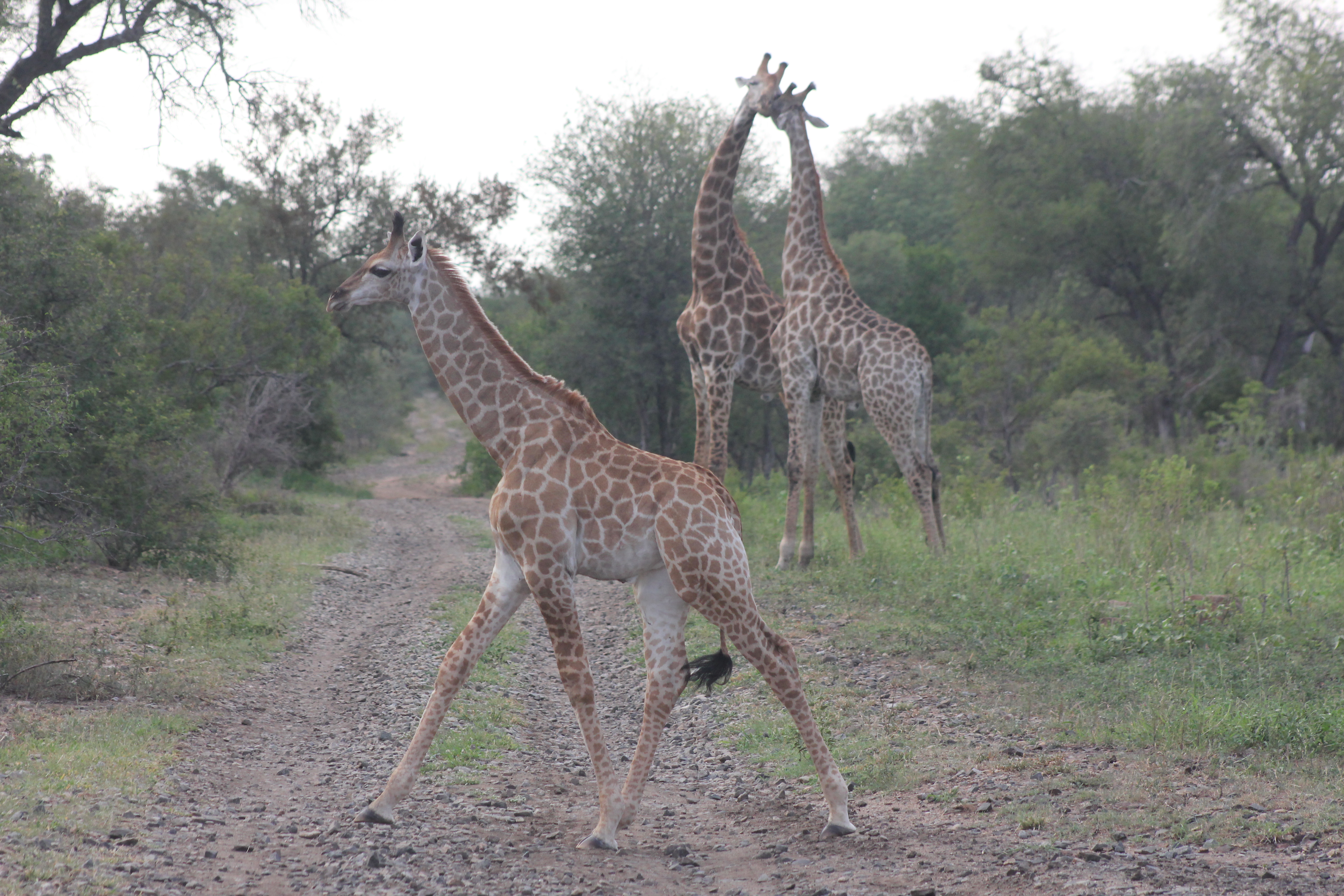 Baby giraffe crossing the road in Parsons Game Reserve.