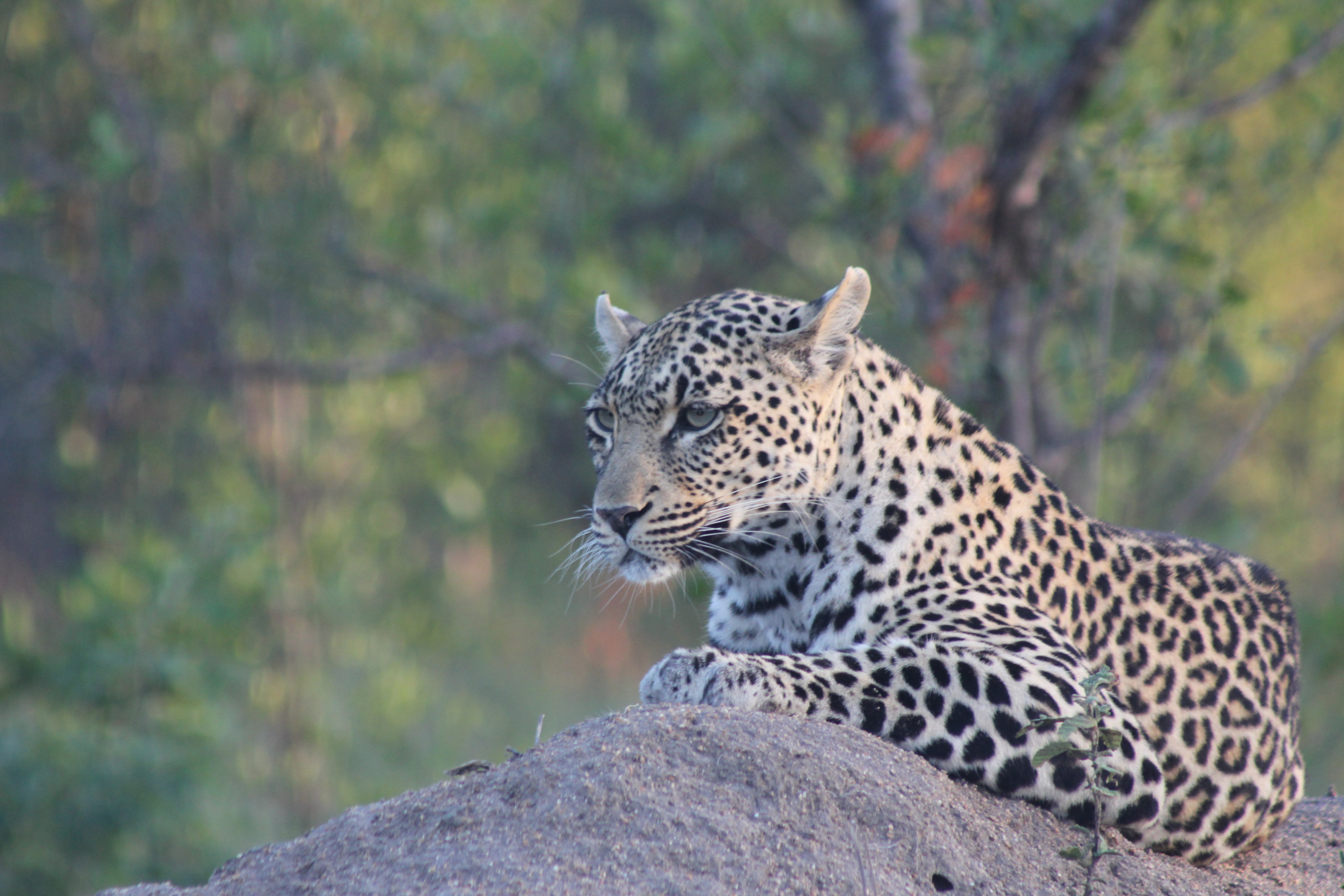 Female leopard on a Termite mound