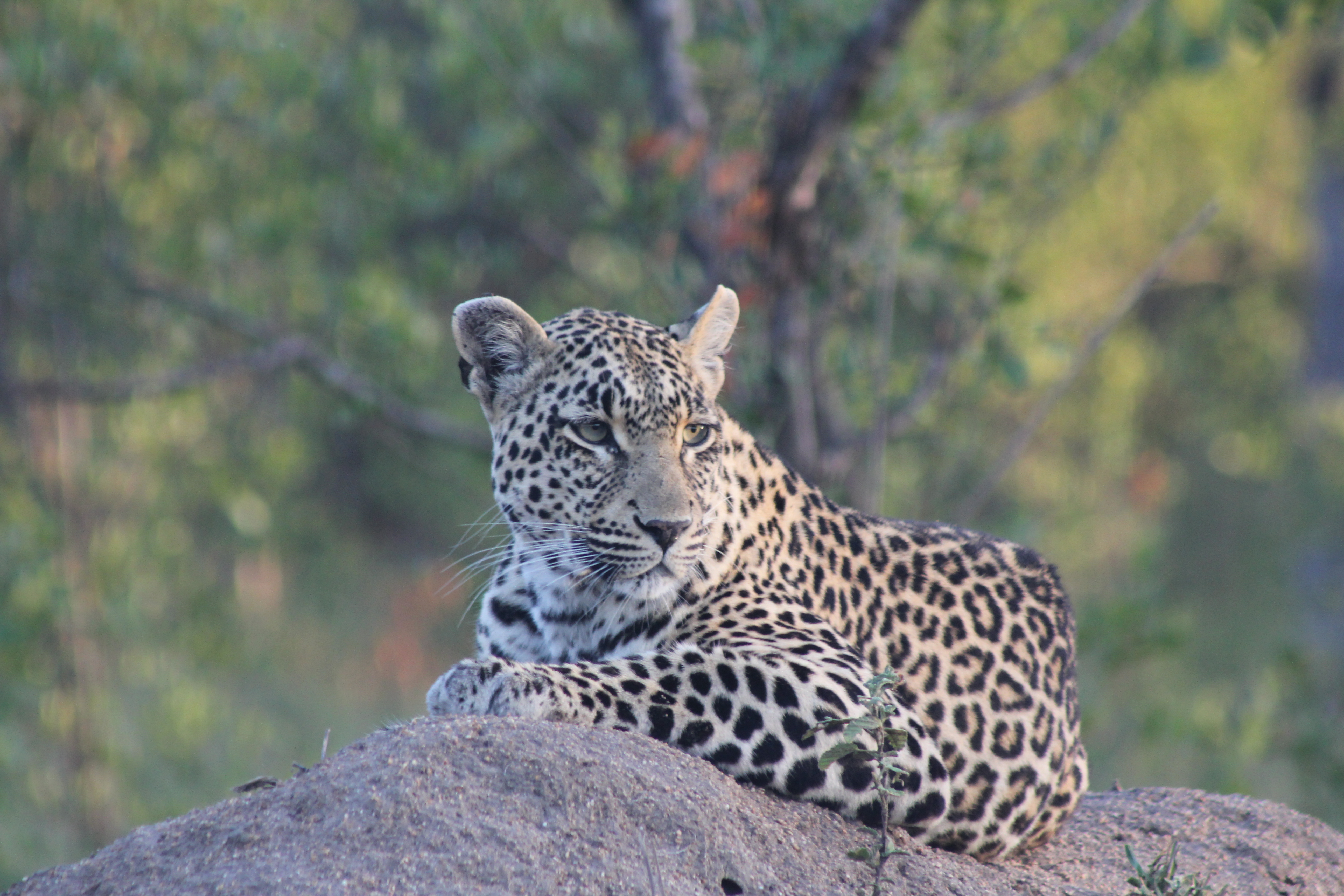 Female leopard on a Termite mound.Sabi Sands
