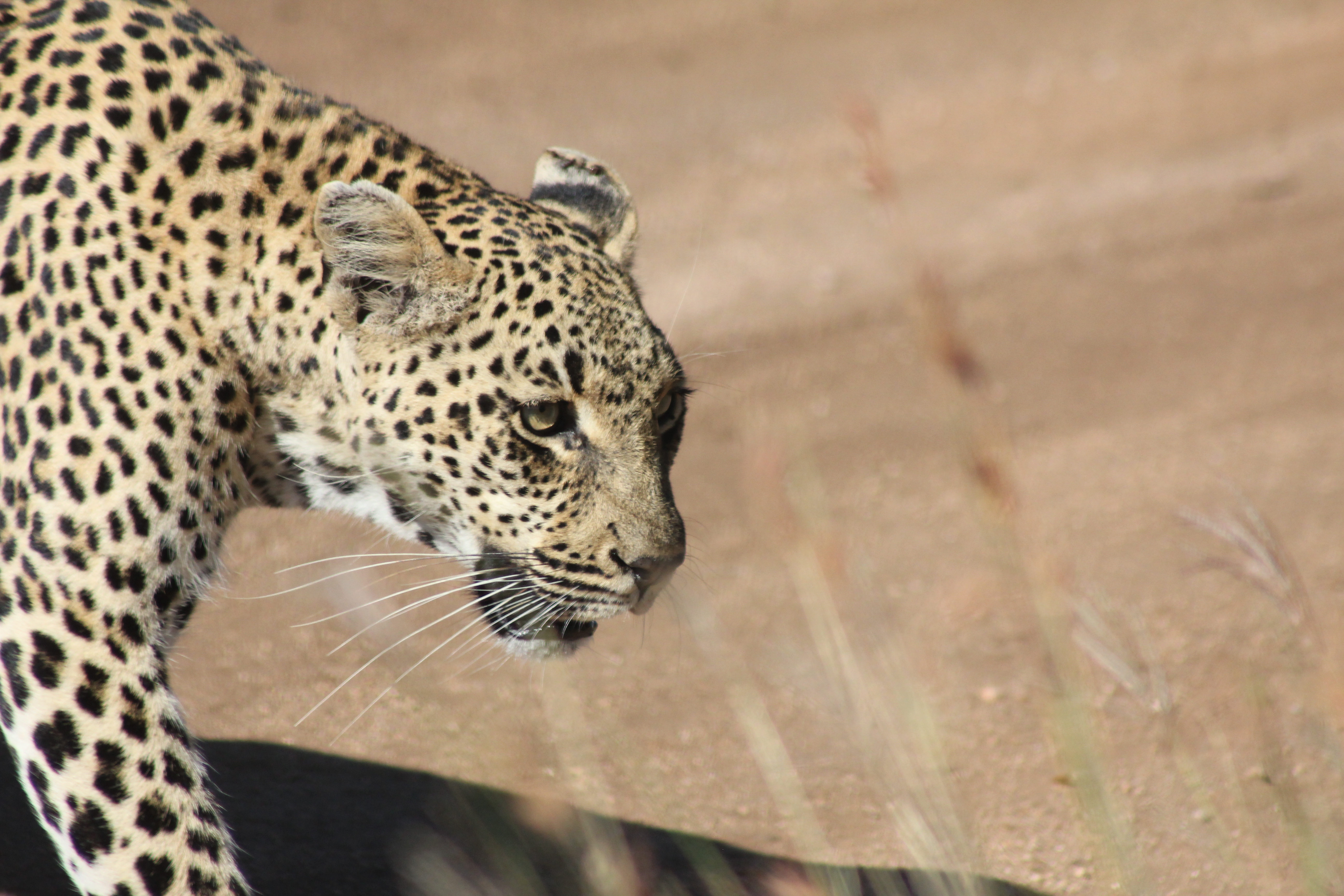 Leopard crossing the road.