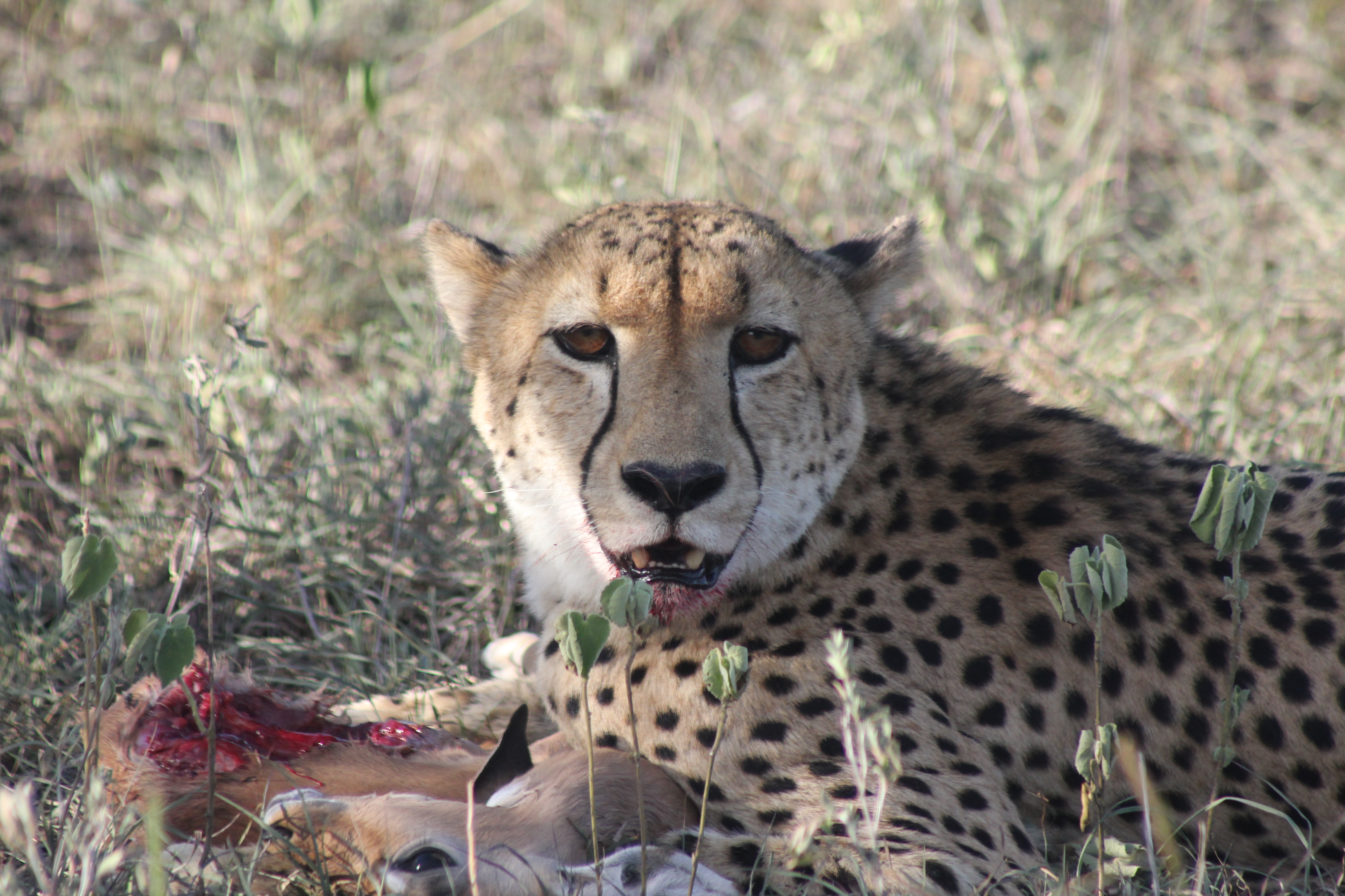 Cheetah with a steenbok kill. Sabi Sands