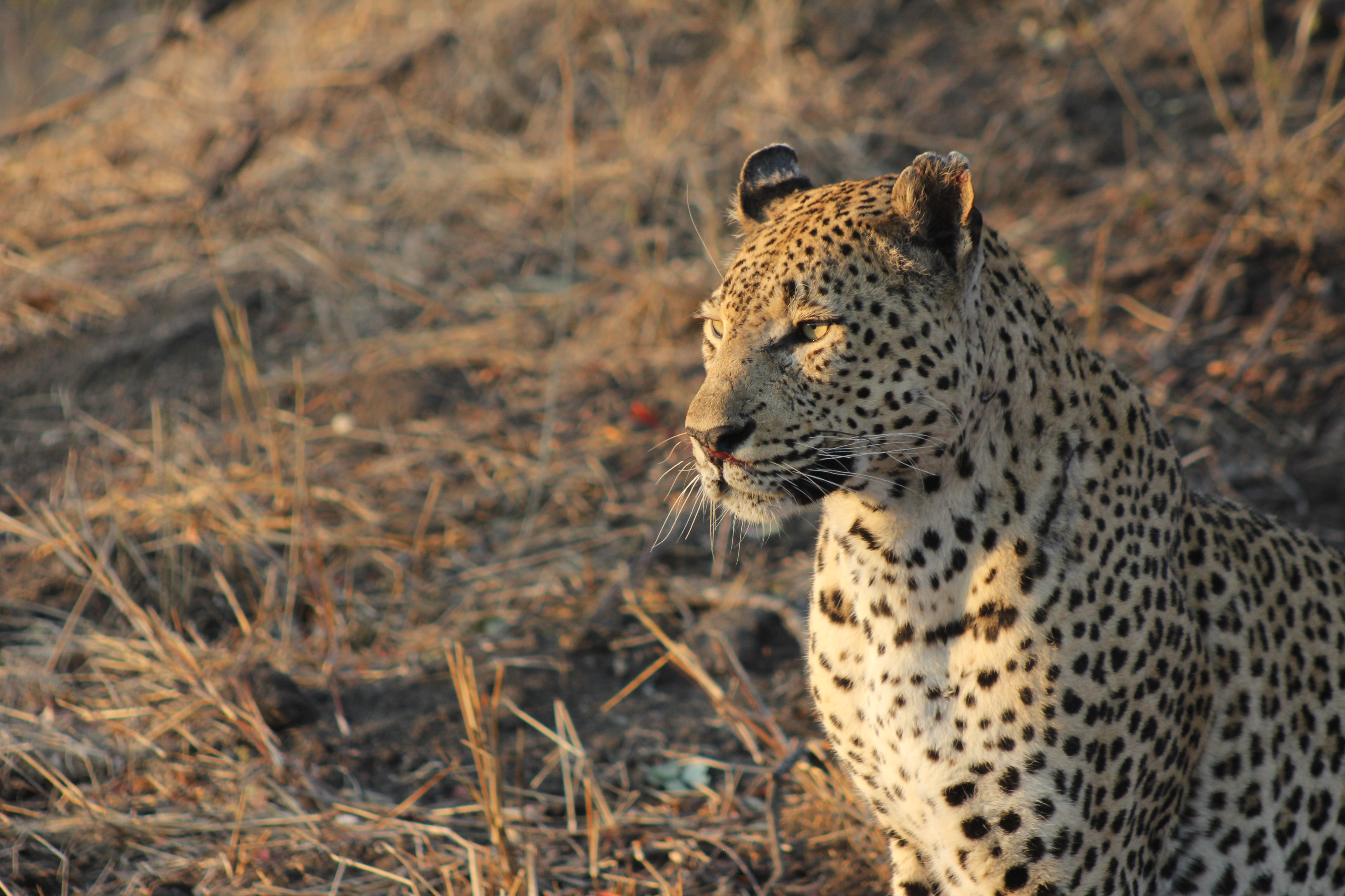 Leopard in the morning sun. Sabi Sands