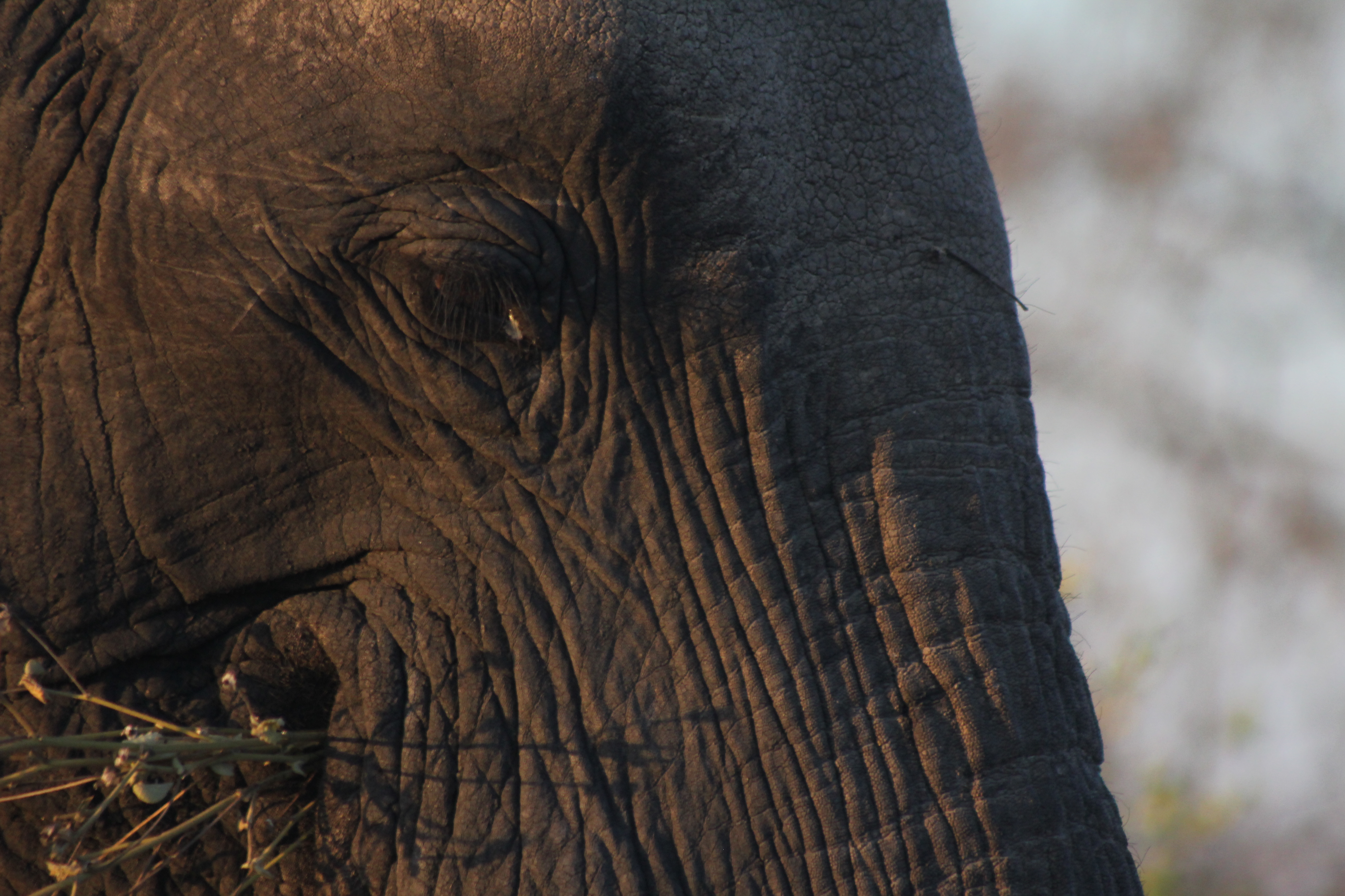 Elephant in the afternoon sun.