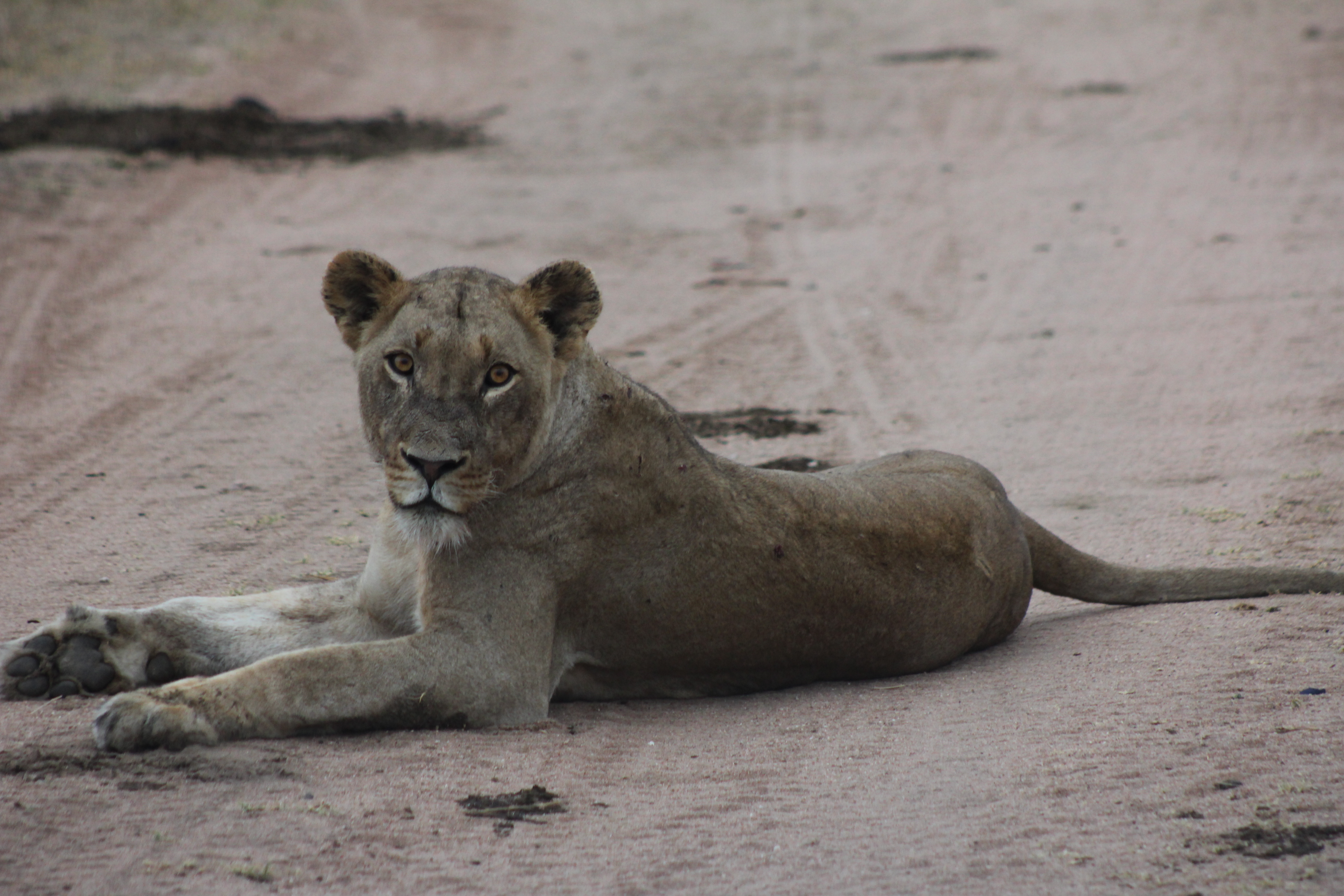 Lioness. Sabi Sands.