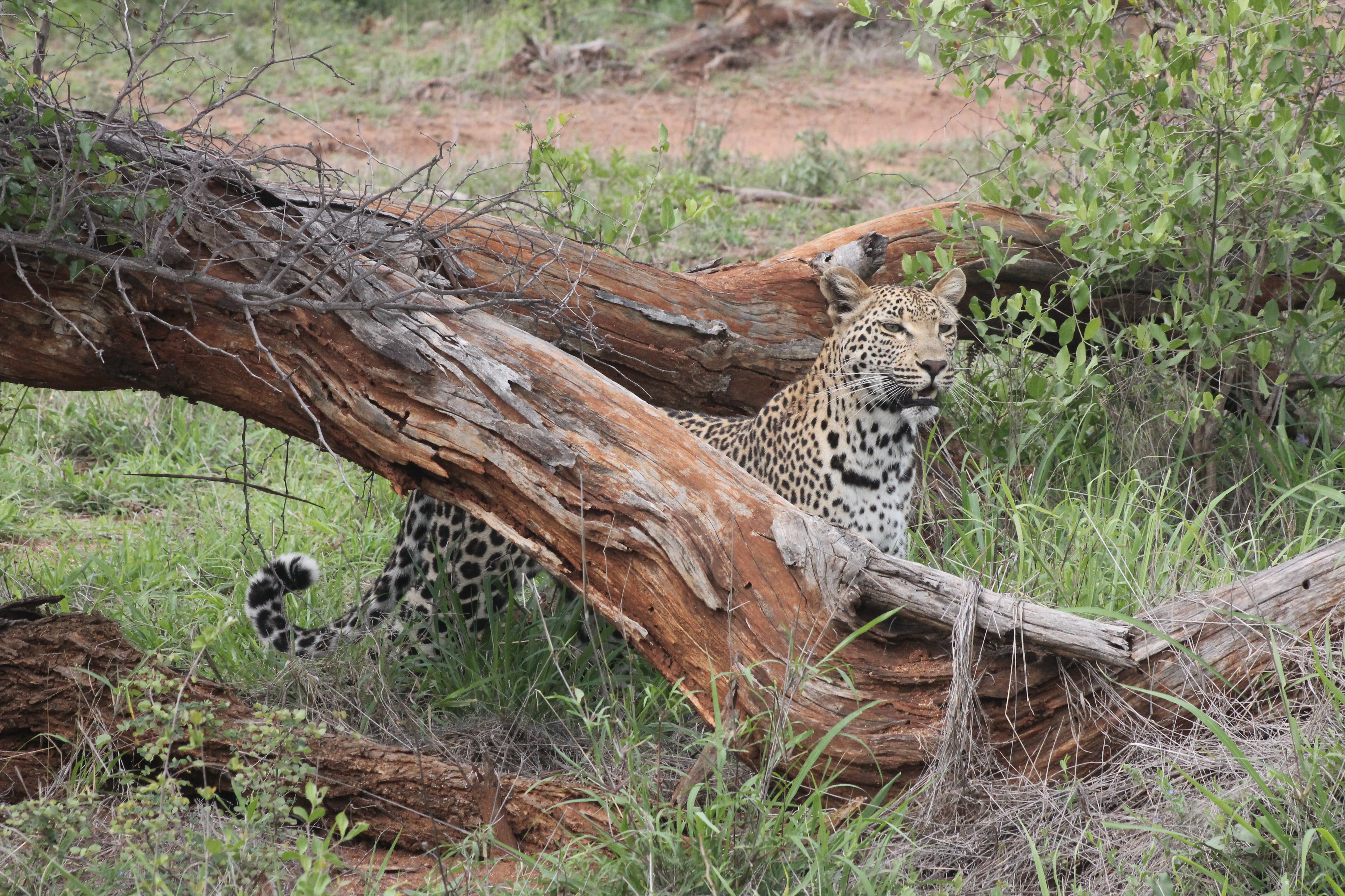 Leopard peering out between a fallen Knob Thorn tree.