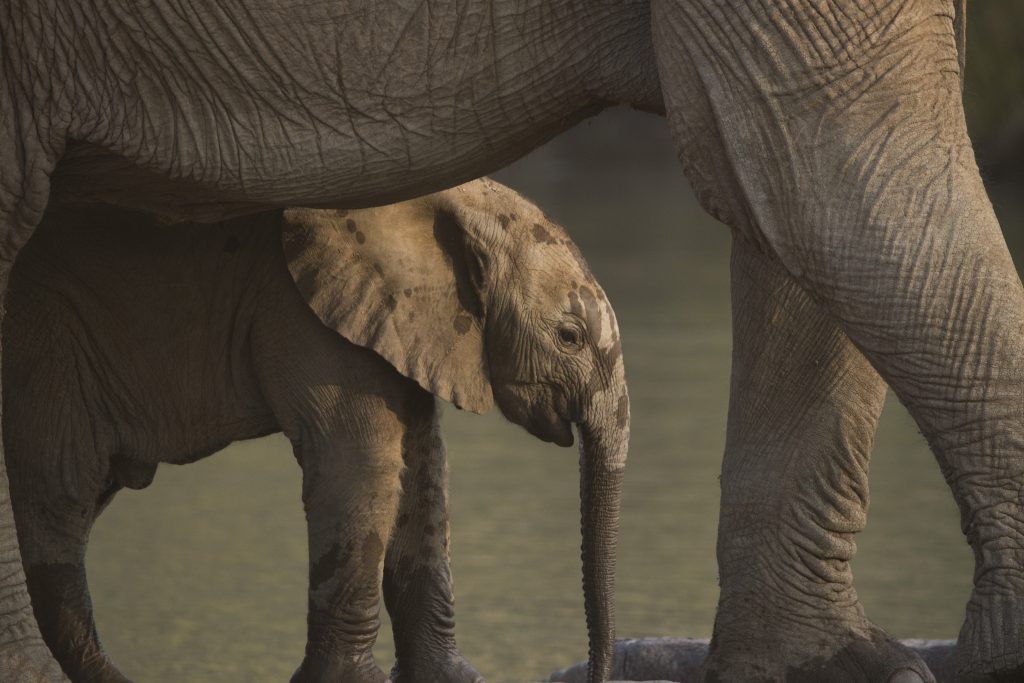 Baby Elephant with mom