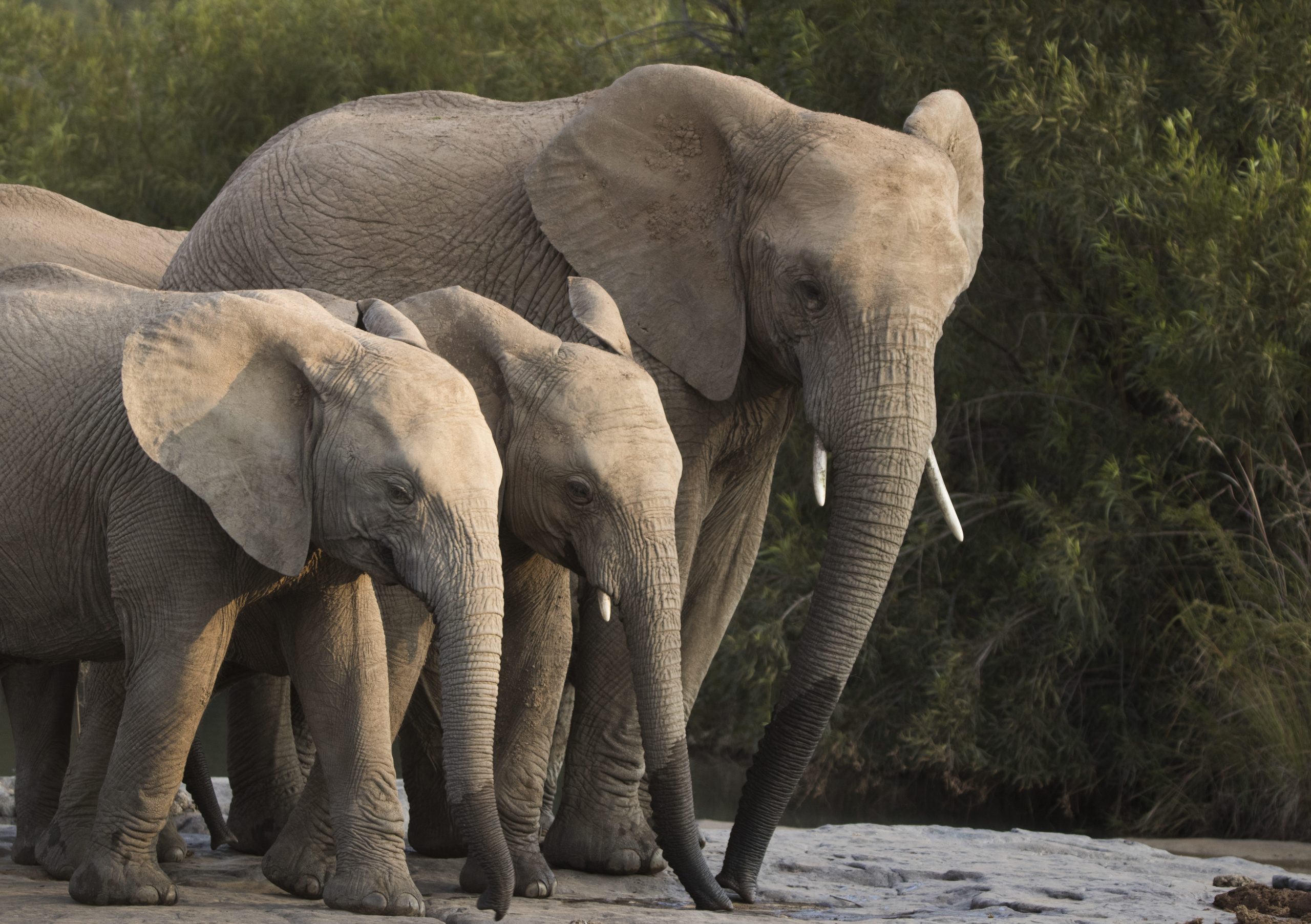Small Elephant Herd drinking water in Pilanesberg National Park.