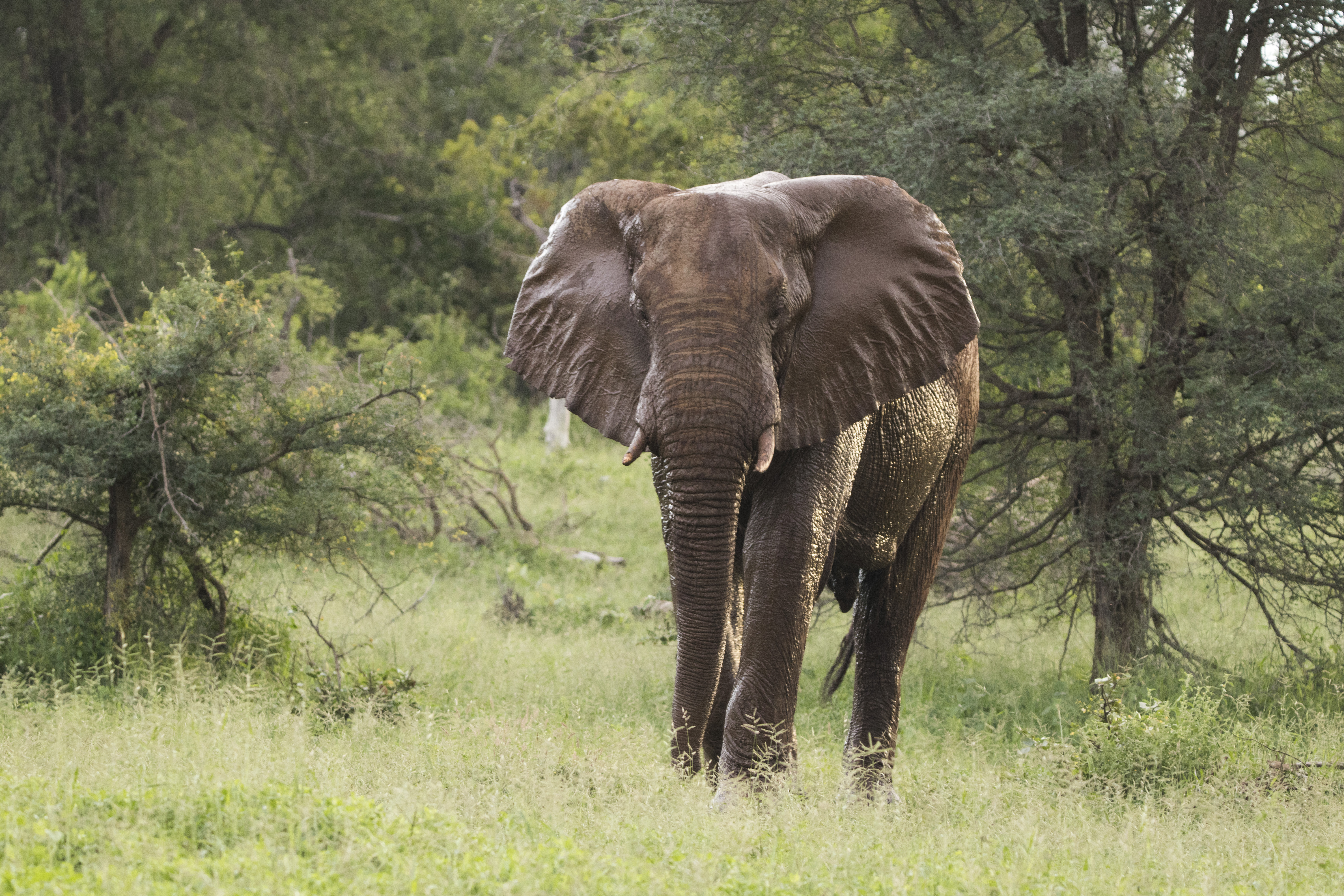 Elephant bull after a relaxing mud bath at a waterhole in Parsons nature reserve