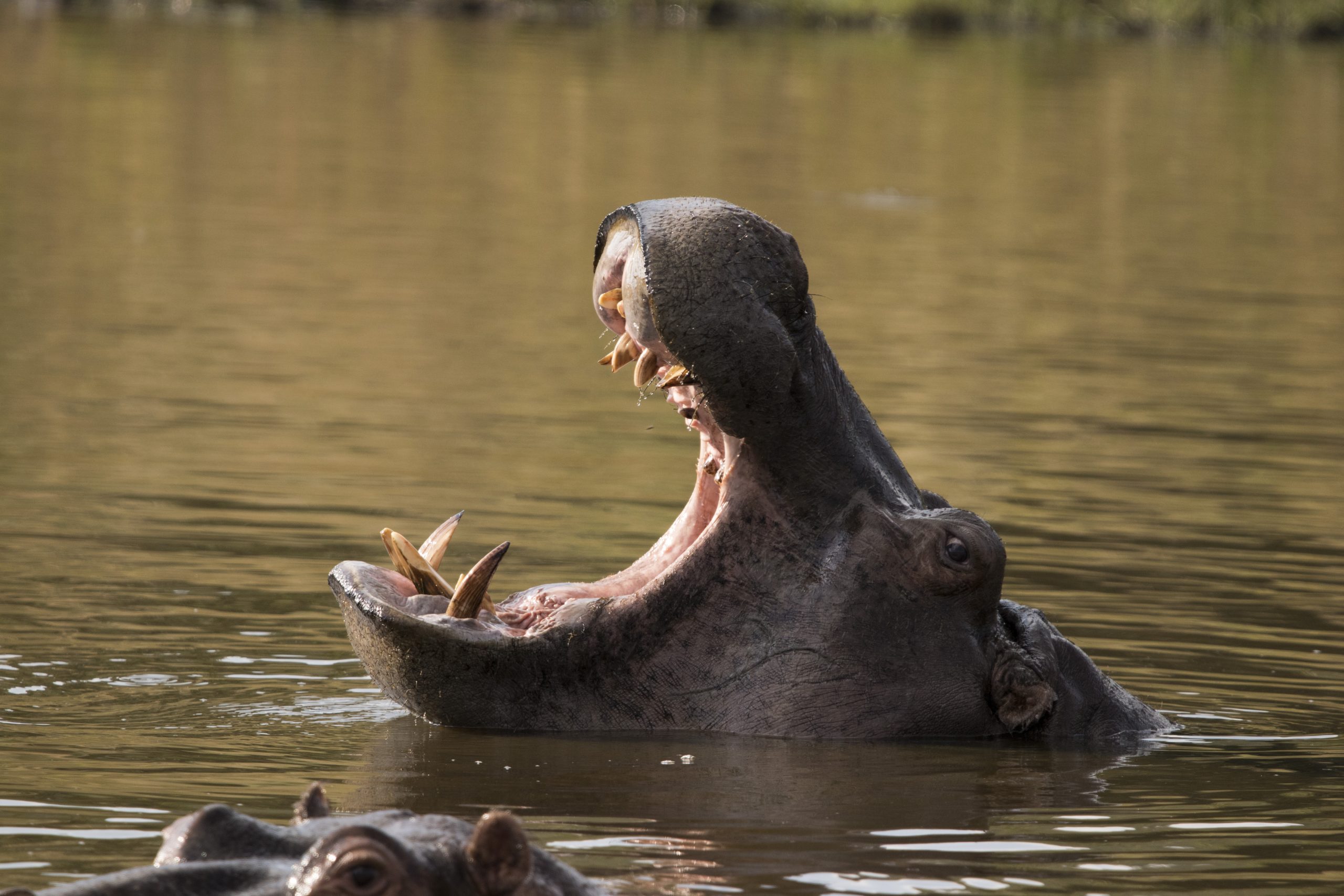 Hippopotamus yawning and showing his teeth in the afternoon sun