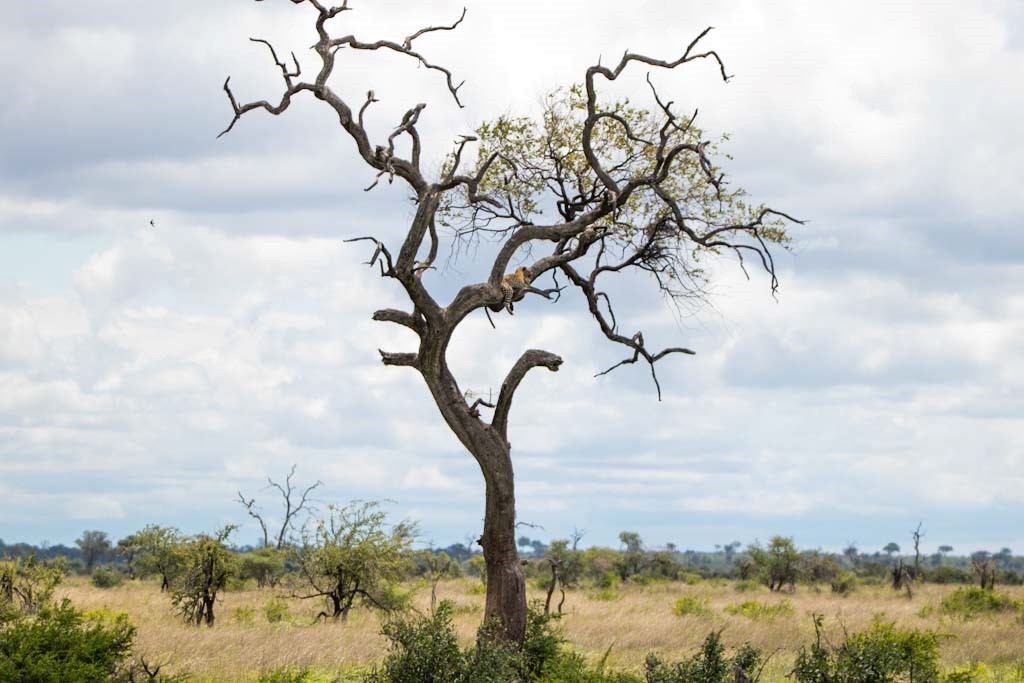 Leopard high up a leadwood tree. Photographed somewhere in the Kruger National Park