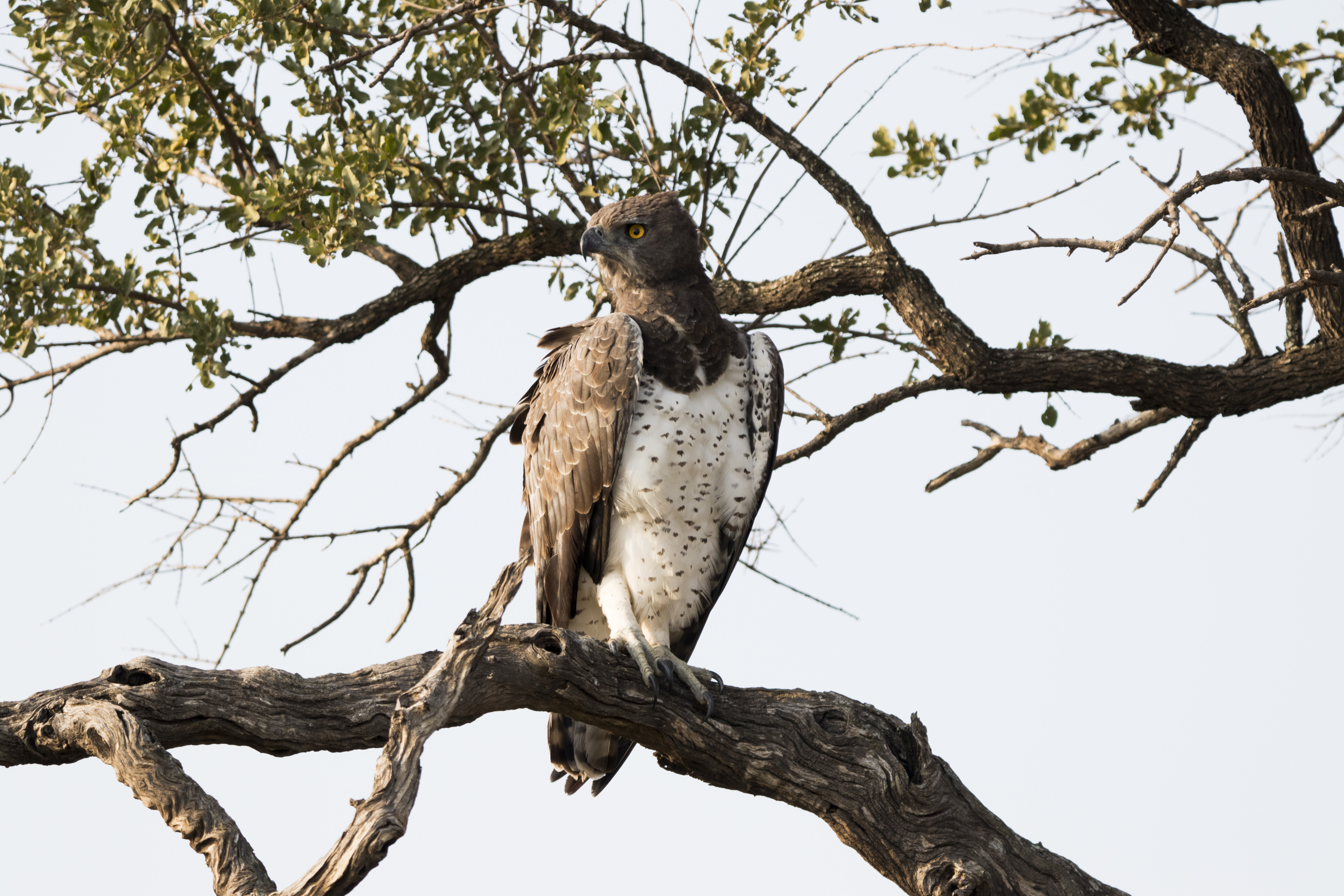 Martial Eagle perched up in a leadwood tree. Kruger National Park