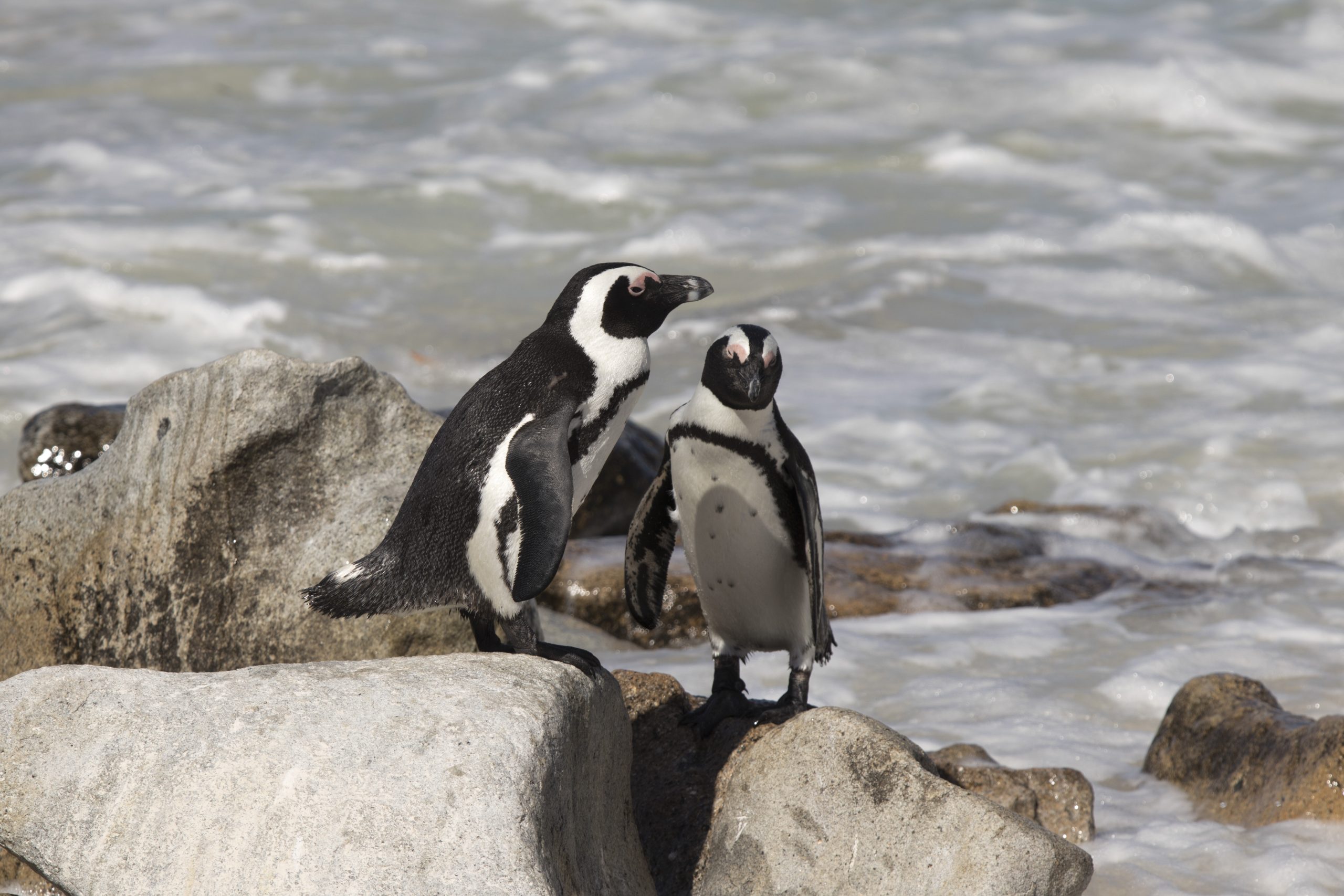 Two Penguins photographed at boulders beach near Cape Town