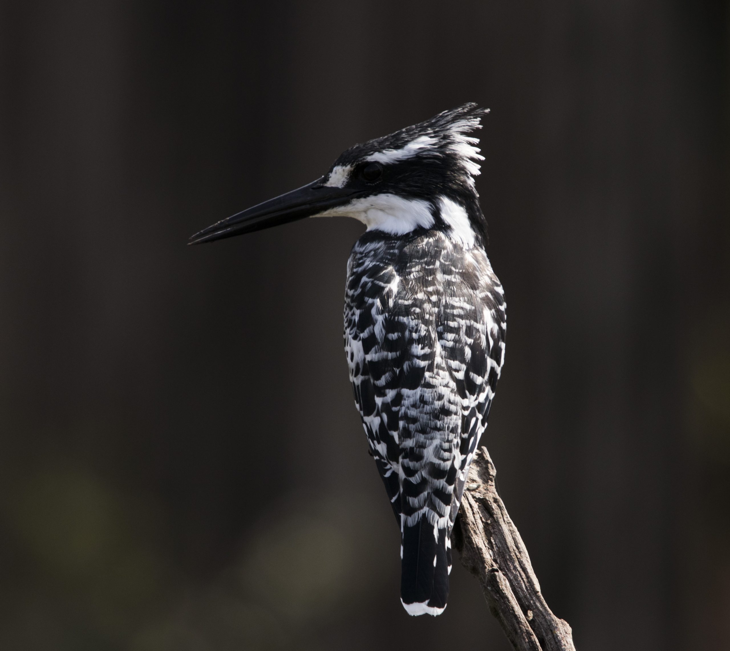 Pied kingfisher photographed in Pilanesberg National Park at Mankwe dam