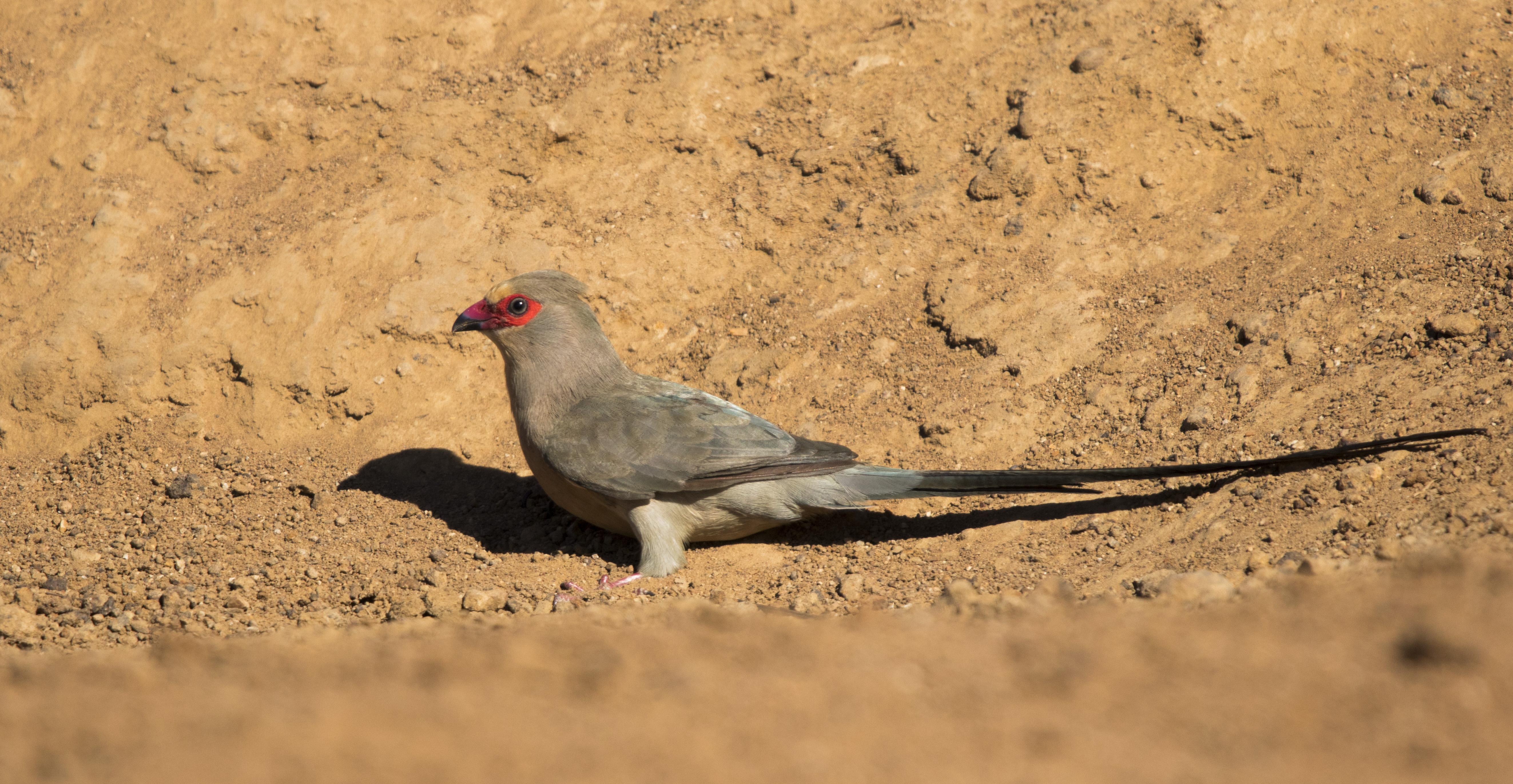 Red-faced mousebird. Pilanesberg National Park