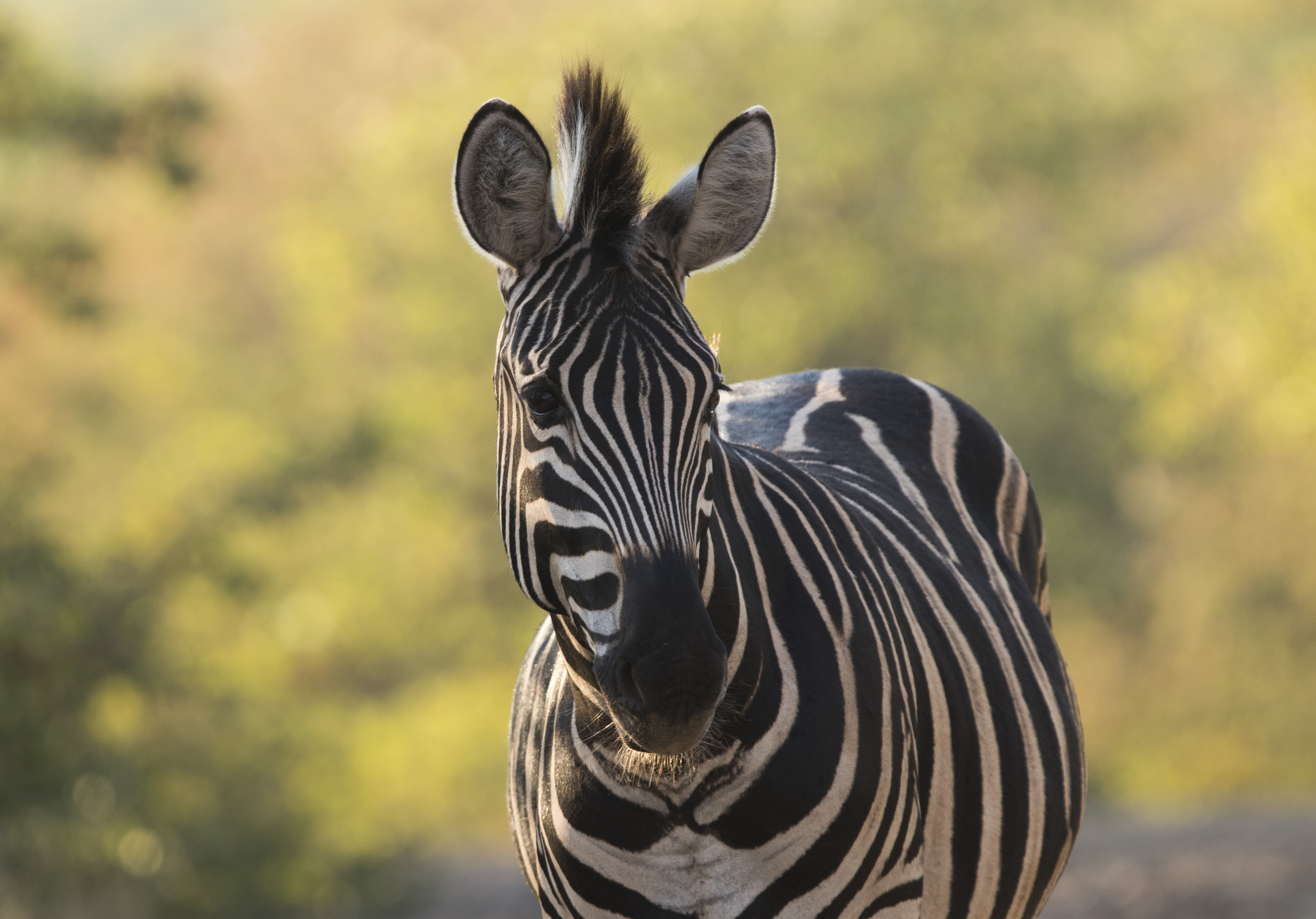 Burchell's Zebra stallion in Kruger National Park